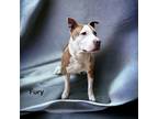 Adopt Fury a Tan/Yellow/Fawn American Pit Bull Terrier / Mixed Breed (Medium) /