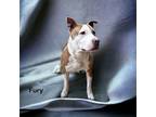 Adopt Fury a Tan/Yellow/Fawn American Pit Bull Terrier / Mixed dog in
