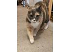 Adopt Gracen a Calico or Dilute Calico Calico / Mixed (medium coat) cat in