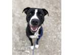 Adopt Star a Black - with White Pit Bull Terrier / Border Collie / Mixed dog in