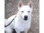 Adopt Sweet a White Husky / Mixed dog in Fallon, NV (41124604)