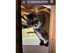 Adopt Newton a Brown Tabby Domestic Shorthair / Mixed (short coat) cat in