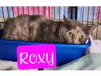 Adopt Roxy a Domestic Shorthair / Mixed (short coat) cat in Jim Thorpe
