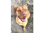 Adopt Blue a Red/Golden/Orange/Chestnut Pit Bull Terrier / Mixed dog in Fallon