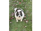 Adopt Jackson a Brindle - with White Cardigan Welsh Corgi / Mixed dog in