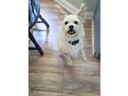 Adopt Rex a White Terrier (Unknown Type, Small) / Mixed dog in Ladson