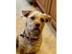 Adopt PRINCE a Tan/Yellow/Fawn - with Black Border Terrier / Terrier (Unknown