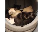 Adopt Garnet a All Black Domestic Shorthair (short coat) cat in Ladson