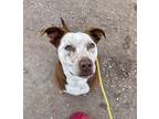 Adopt Bella a Brown/Chocolate - with White Pit Bull Terrier / Mixed dog in