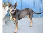 Adopt Leroy a Gray/Blue/Silver/Salt & Pepper Shepherd (Unknown Type) / Mixed dog