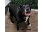 Adopt Yoko a Labrador Retriever / Mixed dog in Lexington, KY (41124084)