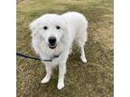 Adopt Bumble - Courtesy Post In MA a White Great Pyrenees / Mixed dog in Lee