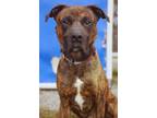 Adopt Sonic a Brindle Boxer / Mixed dog in St. Catharines, ON (40589949)
