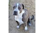 Adopt Bellalina a Gray/Silver/Salt & Pepper - with White Boxer / Pit Bull