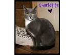 Adopt Charlatte a Gray or Blue (Mostly) Domestic Shorthair (short coat) cat in