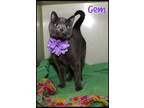 Adopt Gem a Gray or Blue Domestic Shorthair (short coat) cat in Shippenville