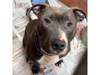 Adopt Levi a American Pit Bull Terrier / Mixed dog in Rockford, IL (41123952)