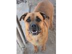 Adopt Loki a Red/Golden/Orange/Chestnut Boxer / Mastiff / Mixed dog in Fallon