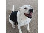 Adopt Chase a White - with Black Pit Bull Terrier / Mixed dog in Fallon