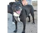Adopt Sadie a Black - with White Labrador Retriever / Mixed dog in Fallon