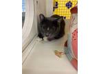 Adopt Lucy Lou B a Gray or Blue (Mostly) Manx (short coat) cat in Sacramento