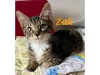 Adopt Zak a Brown Tabby Domestic Shorthair (short coat) cat in schenectady