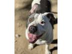Adopt Dewey a White - with Gray or Silver Pit Bull Terrier / Mixed dog in