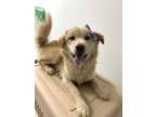 Adopt Patrick a Red/Golden/Orange/Chestnut Golden Retriever / Mixed Breed