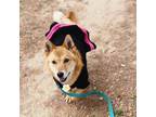 Adopt Jeonseol a Tan/Yellow/Fawn - with White Corgi / Shiba Inu / Mixed dog in