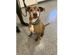 Adopt Carmelo a Labrador Retriever / Pit Bull Terrier dog in Oakdale