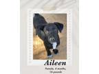 Adopt Aileen a Black - with White Labrador Retriever dog in Lukeville