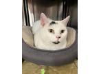 Adopt Uno aka Spencer a Domestic Shorthair / Mixed (short coat) cat in Lyman
