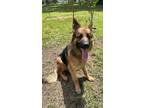 Adopt Rizzo a Black - with Tan, Yellow or Fawn German Shepherd Dog / Mixed dog