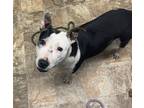 Adopt Trout a Terrier (Unknown Type, Small) / Mixed dog in Darlington