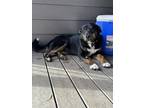 Adopt Edson a Black Border Collie / Mixed Breed (Medium) / Mixed (short coat)