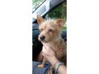 Adopt Chase a Tan/Yellow/Fawn Terrier (Unknown Type, Small) / Mixed dog in Punta