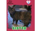 Adopt Sister a Domestic Shorthair / Mixed (short coat) cat in Kingman