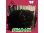 Adopt Shadow a Domestic Mediumhair / Mixed (short coat) cat in Kingman