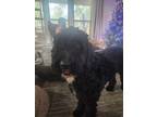 Adopt June a Black - with White Bernedoodle / Mixed dog in Freeport