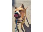 Adopt Link a Tan/Yellow/Fawn Mixed Breed (Medium) / Mixed dog in Cincinnati
