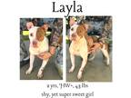 Adopt Layla a Mixed Breed (Medium) / Mixed dog in Albany, GA (41119845)