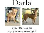 Adopt Darla a Mixed Breed (Medium) / Mixed dog in Albany, GA (41119843)