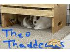 Adopt Thaddeus - Bonded to Theodore a Blanc de Hotot / Mixed (short coat) rabbit