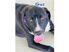 Adopt Gus a Black - with White Labrador Retriever / Mixed dog in Williston