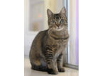 Adopt T-Gris a Brown or Chocolate Domestic Shorthair / Domestic Shorthair /