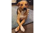 Adopt Angus - IN FOSTER a Brown/Chocolate Mixed Breed (Large) / Mixed dog in