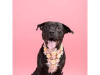 Adopt Jovie III (foster) a Black Boxer / Labrador Retriever / Mixed dog in