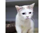 Adopt Chanel a White Domestic Shorthair / Domestic Shorthair / Mixed cat in