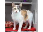 Adopt Princess Diana a White Domestic Shorthair / Domestic Shorthair / Mixed cat