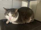 Adopt Joey a Gray or Blue Domestic Shorthair / Domestic Shorthair / Mixed cat in